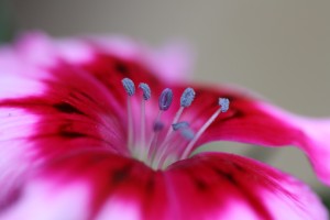 Dianthus Flower